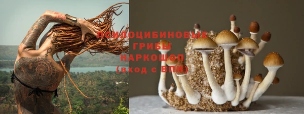 стаф Сураж